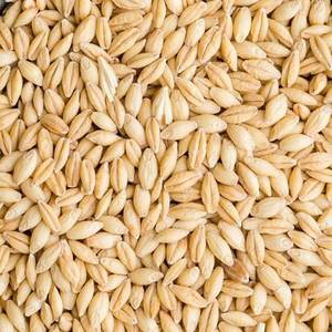 Malt d'orge biologique pur, grains séchés des Pays-Bas, durée de conservation de 2 ans, vente en gros - Product Image 1