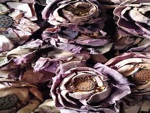 FLEUR DE LOTUS PURE SÉCHÉE POUR LA DÉTOX SOUTIEN IMMUNITAIRE RELAXATION THÉ AUX HERBES ET INFUSIONS AROMATIQUES - Product Image 4