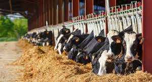 Nhà sản xuất tốt nhất tại Ấn Độ cung cấp giá bán buôn protein bột cho chăn nuôi ăn lợn động vật thực phẩm Sử dụng-lạc bánh bữa ăn - Product Image 3