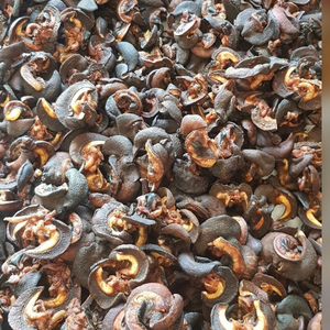Escargots africains séchés naturels pour la consommation, approvisionnement en gros avec un goût excellent et une qualité supérieure - Product Image 4