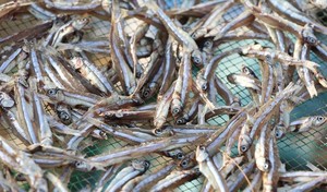 ปลาแอนโชวี่ต้มแห้ง - ปลาแห้งคุณค่าทางโภชนาการสูงสำหรับตลาดโลก - Product Image 1