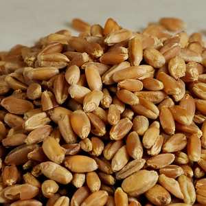 Granos de Trigo Secos Naturales Color Dorado Suministro a Granel para Procesamiento de Alimentos y Uso en Piensos - Product Image 1