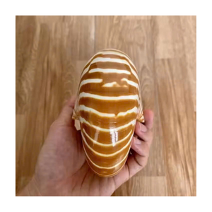 Gran oferta de conchas marinas Nautilus de alta calidad con/sin concha de mar de abulón Natural pulida para decoración del hogar de buena calidad - Product Image 4