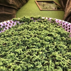 Alimento para animales Azolla de grado A, harina de gusanos secos y harina de gluten de maíz para perros, aves de corral, peces, ganado, caballos, cerdos - Product Image 1