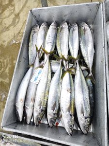 Pesce Scad Muroaji IQF Congelato Biologico Naturale per Esche Marine - Marca HUANGDA, Cartone da 10kg, Giallo - Product Image 6