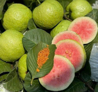 Vietnam Frozen Guave Fabrikant | Hoge Kwaliteit, Beste Service, Grote Waarde | Geheel En Gesneden Voor Handige Keuze