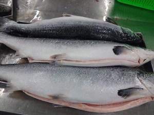 Top Quality Fresh New Arrival 20kg packing Wholesale Atlantic Salmon <b>Fish</b> Wild Caught with excellent Taste - Product Image 2