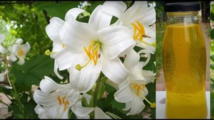 100% Pure Natural White Lilly Oil Cosméticos Grado Forma líquida Precios mejores y competitivos Tamaños de paquete 25kgs y 180kgs - Product Image 2