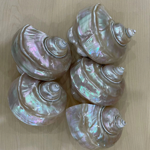 เปลือกหอยเทอร์โบพรีเมี่ยมแบบแฮนด์เมดเปลือกหอยธรรมชาติเป็นมิตรกับสิ่งแวดล้อมจำนวนมากของเวียดนาม - Product Image 1