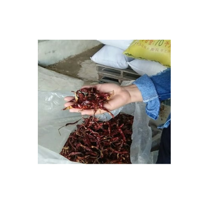 Vietnamese Spices and Herbs Chilli - The Best Selling Extra Spicy Super Hot Dried Red Chilli Wholesale