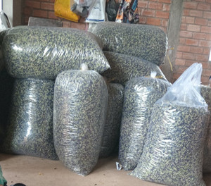 ชาถั่วลันเตาผีเสื้อสีน้ำเงินพลังแห่งความงาม - Product Image 4