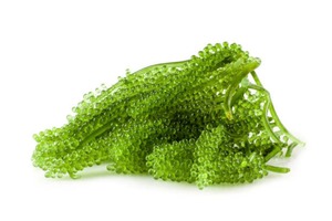 [อาหารสีเขียว] องุ่นทะเลเค็ม/สาหร่ายอบแห้ง/อินทรีย์-umibudo-Green Caviar-Caulerpa lentillifera จากเวียดนาม - Product Image 4