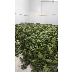 Polvo de Guanábana seca El mejor precio Hojas de Guanábana secas orgánicas Hoja de Graviola tropical Cultivada naturalmente Secada al sol para la pureza. - Product Image 4