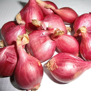 Cebolla Fresca Vietnamita de Alta Calidad al Mejor Precio para Venta al por Mayor - Product Image 3