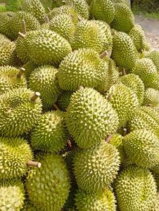 Fruta de Durian Fresca Congelada IQF para Snacks y Bebidas, Solo Pulpa Entera, Alta Calidad, Monthong Musa King Ri6 Vietnam, Envasado al Vacío - Product Image 6