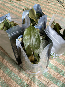 Feuilles de corossol séchées, tisane Graviola pure et naturelle, cueillies à la main au Vietnam - Product Image 4