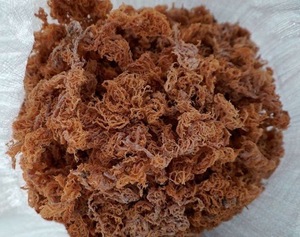 มอสไอริชหลากหลายน้ำแข็งมอสแช่แข็งแบบไอริช - Product Image 2