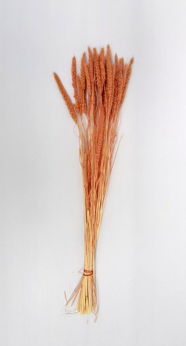 สีน้ำตาล