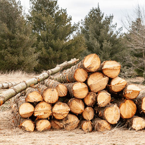 Productos duraderos de madera de pino, arena para gatos sin polvo, tablero de madera maciza, viga de pino y madera para construcción - Product Image 3