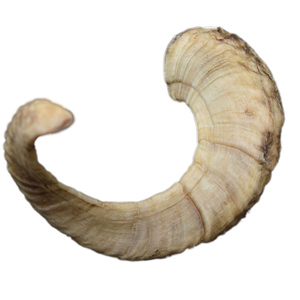 Kosher Shofar Natural Ram Horn Sheep Pulido Estilo náutico para la decoración del hogar y fines religiosos para soplar - Product Image 3