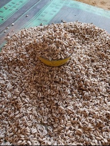 เปลือกหอยทะเลธรรมชาติตกแต่งบ้านหรือสารพัน - Product Image 5