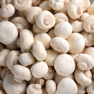 Champignons Crinière de Lion Séchés en Vrac de Haute Qualité, Exportés de Chine, 60% de Protéines, Qualité Alimentaire, Poudre - Product Image 6