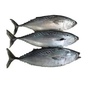 Wholesale Manufacturer and Supplier From Germany IQF belted bonito/striped tuna frozen bonito fish size 1-2kg