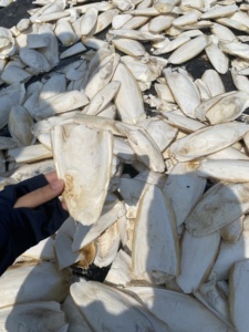 Competitive <b>Cuttlebone</b> 100% Natural Dried Cuttlefish Bone From Vietnam Supply Calcium for Pet (Birds/reptile/<b>tortoise</b>/snail...) - Product Image 4