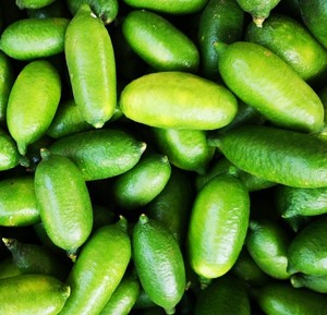 Citron frais sans pépins de haute qualité à vendre - Product Image 6