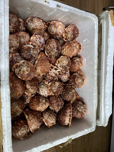 Venta al por mayor de conchas marinas secas pulidas de calidad superior de Vietnam Artesanía navideña moderna Decoración de conchas marinas directamente - Product Image 4