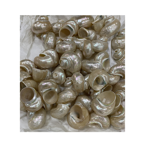 Coquille de conque décorative naturelle fournie par le Vietnam par 99 Gold Data pour l'artisanat de cadeaux et les applications murales - Product Image 4