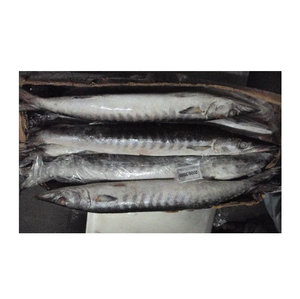 Pescado Entero de Barracuda Congelado, Exportadores de Pescado Entero de Barracuda Congelado - Product Image 5