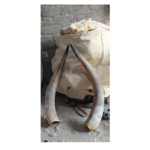 Par de bocina de búhos, claxon decorativo para hoteles y pared, pulido y brillante, hecho a mano, oferta - Product Image 3