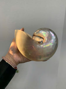 Nácar para Nautilus Shell Whole Seashell 99GD-Eco-Friendly Forma moderna pulida/Ms Caryln - Product Image 3
