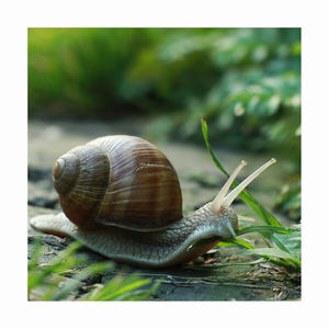 Escargots africains surgelés, produit de la mer de qualité supérieure, traitement hygiénique, longue durée de conservation - Product Image 6