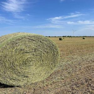 Foin de luzerne en ballots de haute qualité pour chevaux et bovins alimentant les aliments pour animaux à vendre - Product Image 5