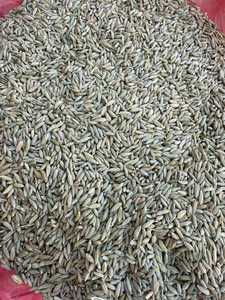 Graines de fenouil de qualité supérieure 100% naturelles séchées à l'air Emballage personnalisé Qualité d'exportation Durée de conservation de 24 mois Marque Al Nada - Product Image 4