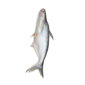 Poisson-chat frais et congelé, élevé en ferme, pour les marchés d'exportation, vente en gros - Product Image 5
