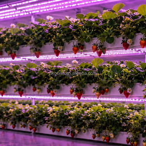 Conteneur de culture verticale à haut rendement pour fraises avec éclairage LED avancé et contrôle précis de l'humidité – Fabricant - Product Image 6
