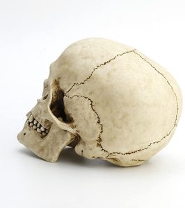 Modèle de sculpture de crâne de tête humaine en résine écologique personnalisée faite à la main pour la décoration intérieure provenant de l'inde. - Product Image 3