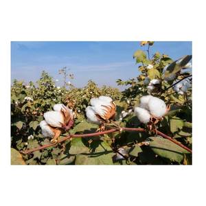 Coton organique naturel pur pour la filature de production de tissus et l'utilisation de l'industrie textile écologique à bon prix - Product Image 2