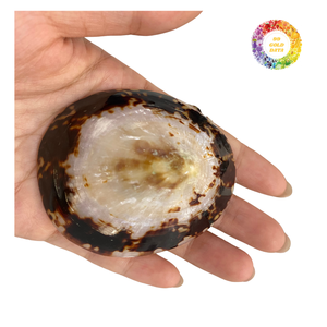 Coquillages de mer de haute qualité au Vietnam propres polis pour la décoration sur le thème de la plage - Product Image 4