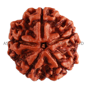 Cuentas de Rudraksha de Nepal Originales de 5 Mukhi Marrón Oscuro de la Mejor Calidad para Hacer Joyería Mala Asterisk AB-11 - Product Image 4