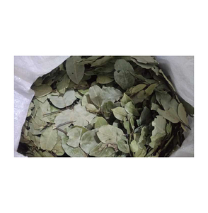 Produits de haute qualité les plus vendus à base d'épices séchées feuille de laurier/feuilles de laurier d'Égypte exportateur d'origine à bas prix - Product Image 1