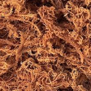 High Quality Best Price Dried Seamoss Wildcrafted Sea Moss with OEM Packaging from Vietnam - Product Image 4