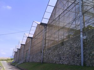 Malla de Sombra de Protección Solar de PE Resistente a los Rayos UV para Jardines y Granjas, Malla de Sombra Agrícola con Servicio de Corte Personalizado - Product Image 5