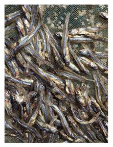 Anchois séchés-Meilleure vente 2023 99GD - 100% Anchois de poisson séché naturel Meilleur prix du Vietnam - Product Image 2