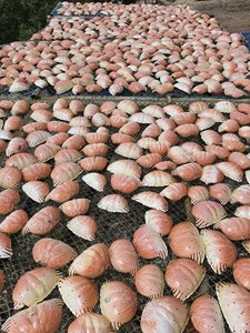 Cáscaras de Cangrejo Secas a Precio Económico para Alimentación Animal y Artesanías, Proteína 30%, Sal <2%, Cáscara Entera, 10kg/Bolsa PP, Suministro al por Mayor - Product Image 5