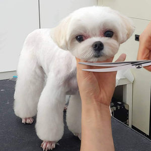 Ciseaux de toilettage pour poils d'animaux Ciseaux de toilettage pour animaux de compagnie de meilleure qualité Polonais miroir en acier inoxydable allemand Premium - Product Image 2