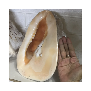 Cassis Madagascariensis natural, conchas de caracol, conchas marinas-Material artístico artesanal hecho a mano-decoración del hogar, diseños creativos - Product Image 5